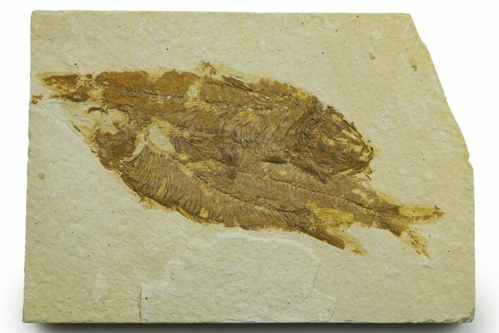 Limestone with Three Fossil Fish (Knightia) - Wyoming #363920